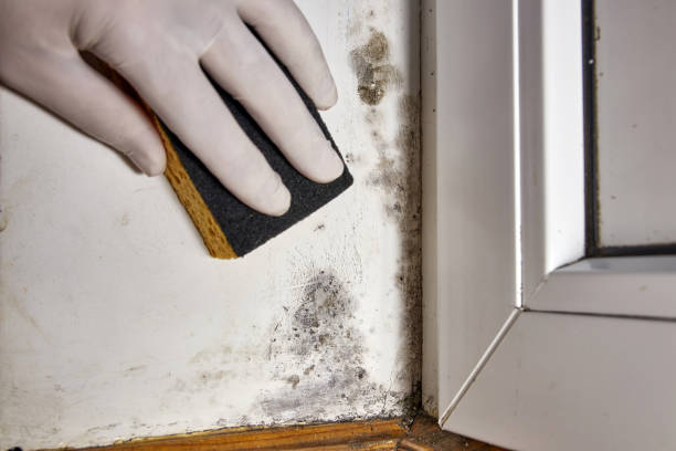 Best Mold Remediation for Healthcare Facilities  in Americus, GA